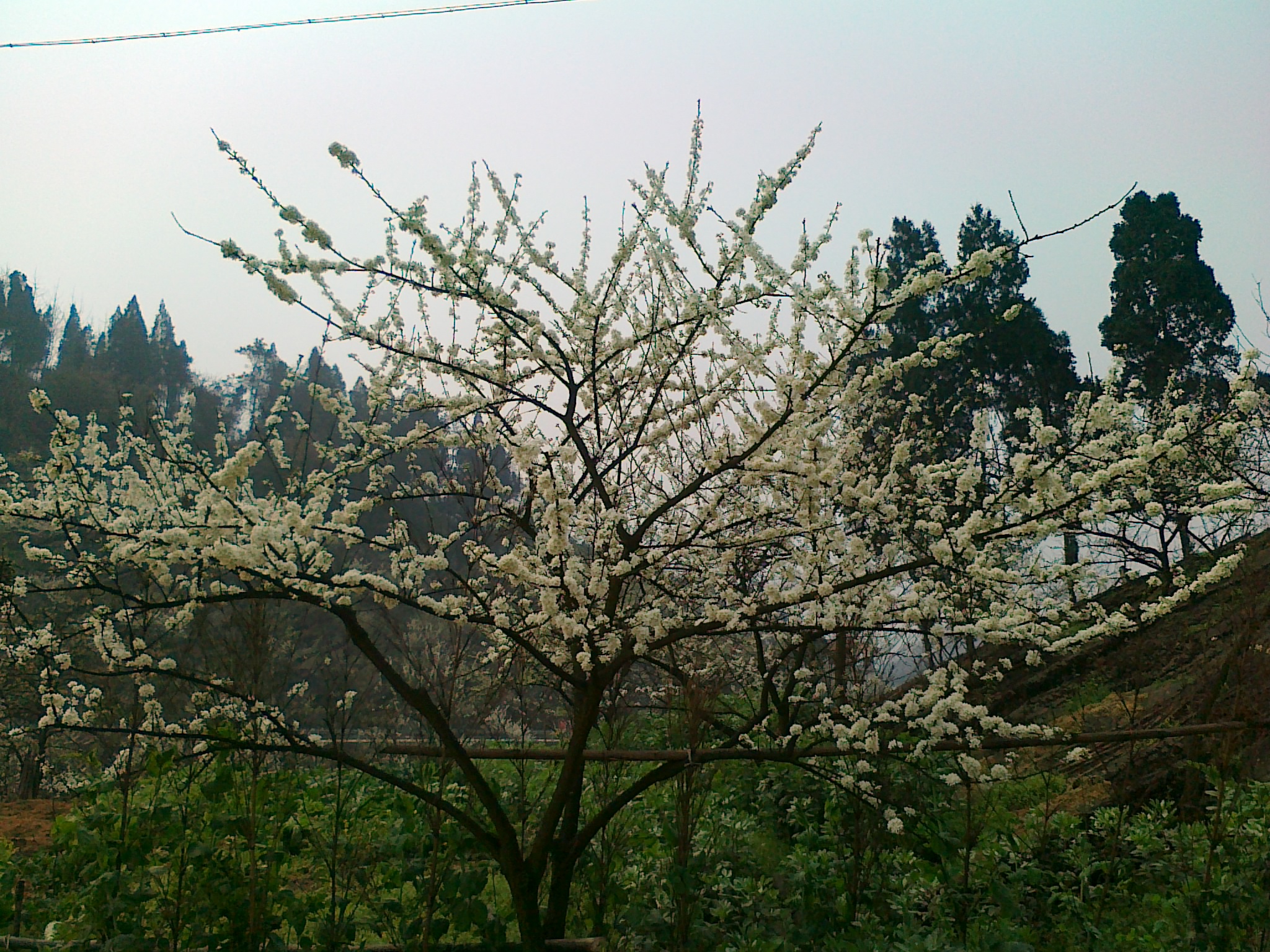 20120318606.jpg